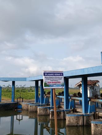 Kalurahan Tirtohargo Dukung Restocking Ikan Wader Pari dalam Program Konservasi Ekosistem Air